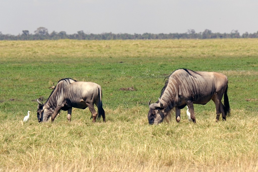 Kenia (165).jpg
